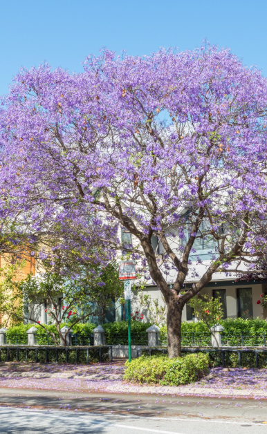 Electrician in City of Subiaco